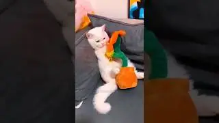 Kira2 si Putih marah gak ya? 😺 #kucinglucu #kucing #kitten #kucingimut #catlover #cat #shorts #viral