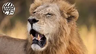Lions attempt to take down buffalo