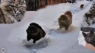 #Koshlandia