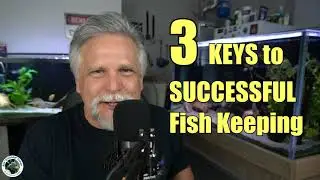 3 Tips for SUCCESSFUL FISH KEEPING [I Learned these the Hard Way - You Don't Have To!]