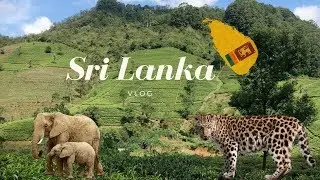 I SAW A LEOPOARD AND 5 BLUE WHALES | Sri Lanka Vlog