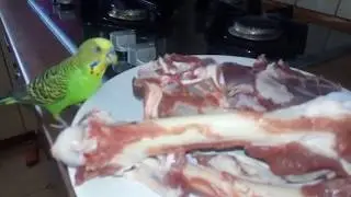 Волнистый попугайчик Изя, ест сырую баранину. Может это орёл? )))