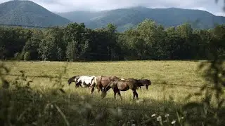 Gatlinburg Tennessee | Into the Smoky Mountains (Travel Film)