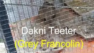 Dakni Teeter Grey Francolin My Favorite Pair