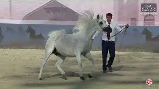 N.117 SS FARAH OLIVIA - Abu Dhabi International AHC 2023 - Mares 4 Years Old and Older (Class 3B)