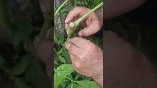 натиҷаи кундапайванди чормагз ва иҷрои пайванди нав дар чормағз.
