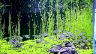 Fish swarm in the tank.