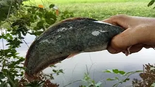 Amazing Fishing Video, Traditional Fishing Man Catches Big Fish, Hook Fishing Today