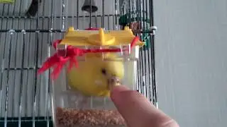 Попугай кеша буянит