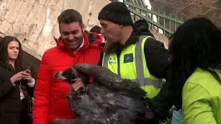 Двойка черни лешояди в Софийския зоопарк