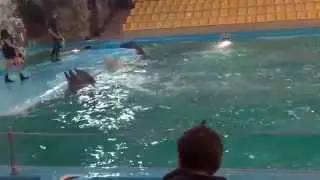 Харьковский дельфинарий. Выступление дельфинов