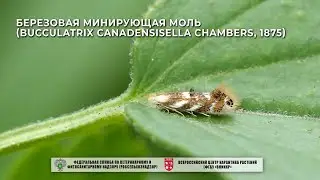 Березовая минирующая моль (Bucculatrix canadensisella Chambers, 1875)