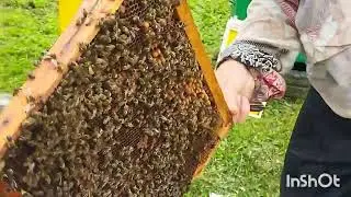 При расширении пчелиного гнезда обнаружил маточники похоже на тихую смену матки.