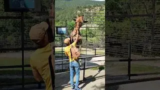 В Африка в Крыму🔥🦒Кормим жирафа #zoo #animals #жираф #зоопарксказка #ялта2024 #зоопарк