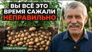 This method of planting potatoes was HIDDEN from gardeners for 30 years...it is NOT PROFITABLE fo...