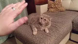 Кот говорит Я тебя НЕ ЛЮБЛЮ. Самое НЕ милое видео! Леопард.