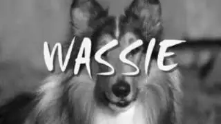 Wassie