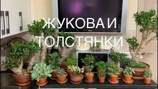 Крассулы Оваты,  и другие толстянки.)😁