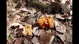 Поиски сморчковой шапочки 26 04 24