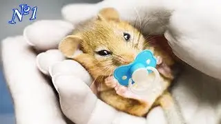 появление маленького мышонка  Симулятор мышки  Мультик игра для детей