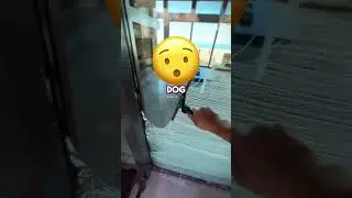 😱😨 DOG ACTS VERY STRANGE AFTE THIS OWNER...