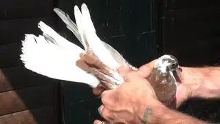 Голуби детства.