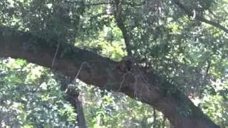 Hohlt Park 4 squirrel