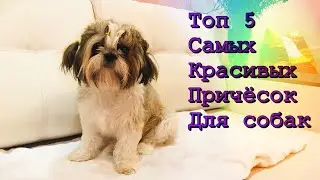 Топ 5 самых красивых причёсок для собак!