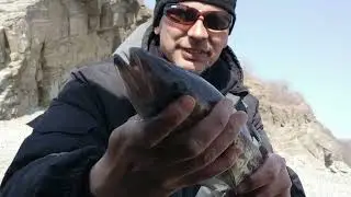 песня без слов rockfishing рыбака минтай Владивосток 25.03.2023