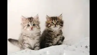Throwback- First Litter of Snowgum Siberians back in 2008