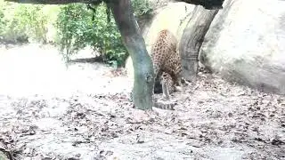 animal love 2022