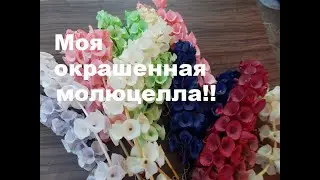 HOW TO PAINT MOLUCELLA IN DIFFERENT COLORS!!