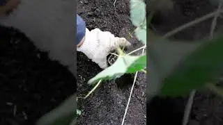 Как посадить клубнику из стакана в грунт.