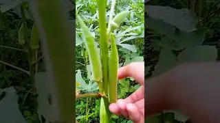 Ladies finger😄