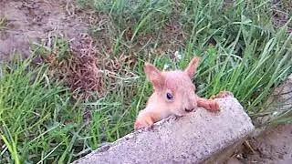 Вот такое чудо упало с нашей крыши весной.