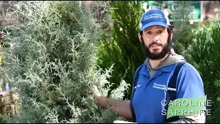 Living Potted Christmas Trees [UPDATED]