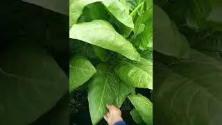 С боку дома участок 1 августа