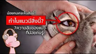 7 ความลับของแมวที่จะทำให้คุณขนลุก!! #ทำไมไดอะรี่ I แค่อยากเล่า...◄1688►