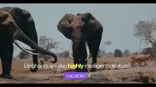 The Elephant Facts That You Know (Animals Videos)