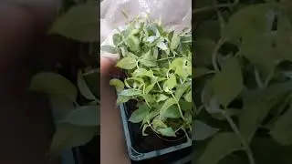 ДОЖДАЛАСЬ НОВИНОК МЕТ.ГОРТЕНЗИЙ СЕРИИ ГАРДЕНЛАЙТ  И ДР./13.06.23/ОМСК