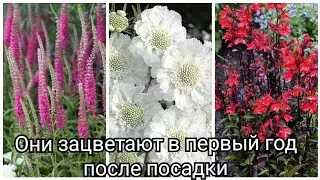 Многолетники, которые зацветают в первый год после посадки.