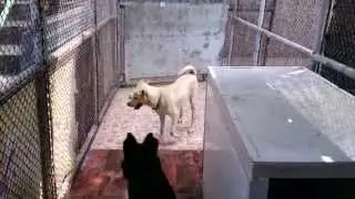 Zeppelin (the black dog) loves tennis