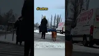 Il n'a jamais cessé de chercher son propriétaire 🥺