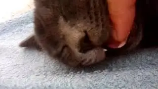 Кот обжора