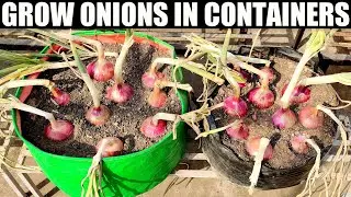 How To Grow Onions | SEED TO HARVEST