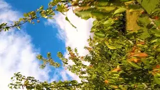 wrong turn / fpv freestyle