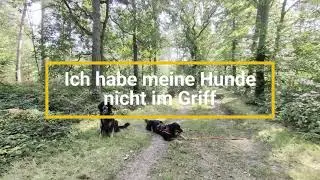 Ich habe meine beiden Hunde nicht im Griff
