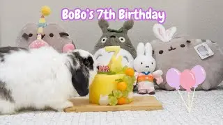 Celebrating my bunny's 7th birthday | BoBo's 7 years old