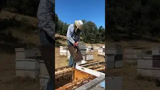 Working On Our Apiary! 🐝 #shorts