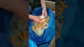 clean swiftlets nest.